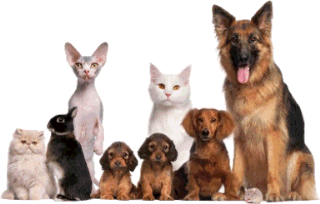 Kritter Kare.  CBD that heals and helps all your pets.